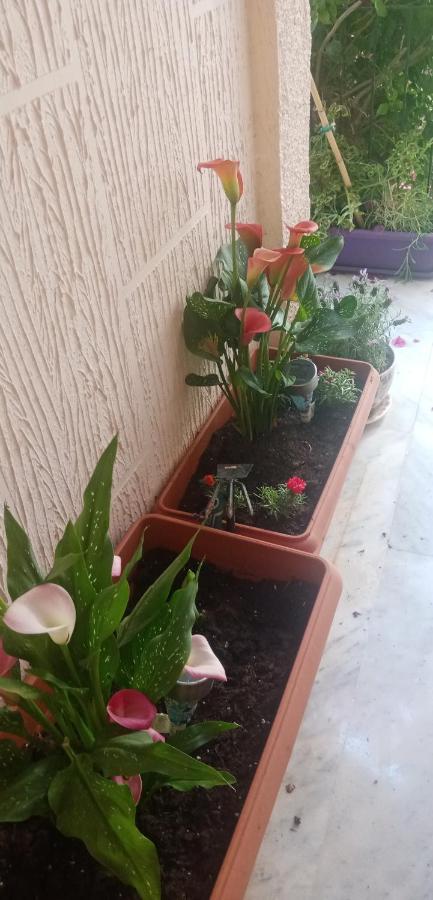 Aegina'S Flowers House エクステリア 写真
