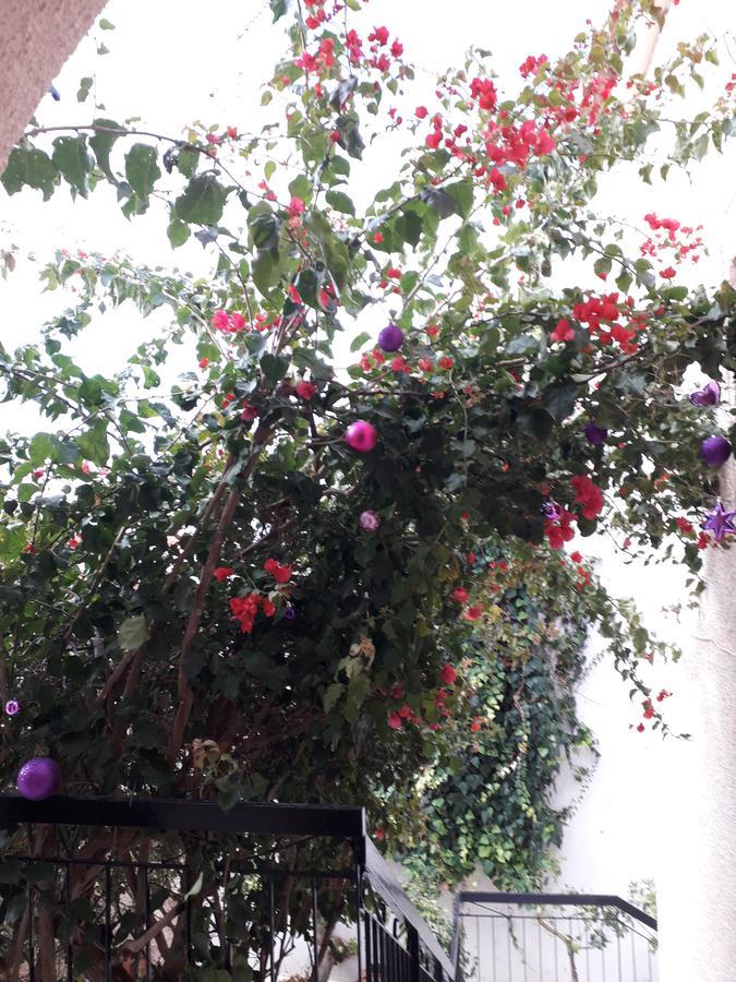 Aegina'S Flowers House エクステリア 写真