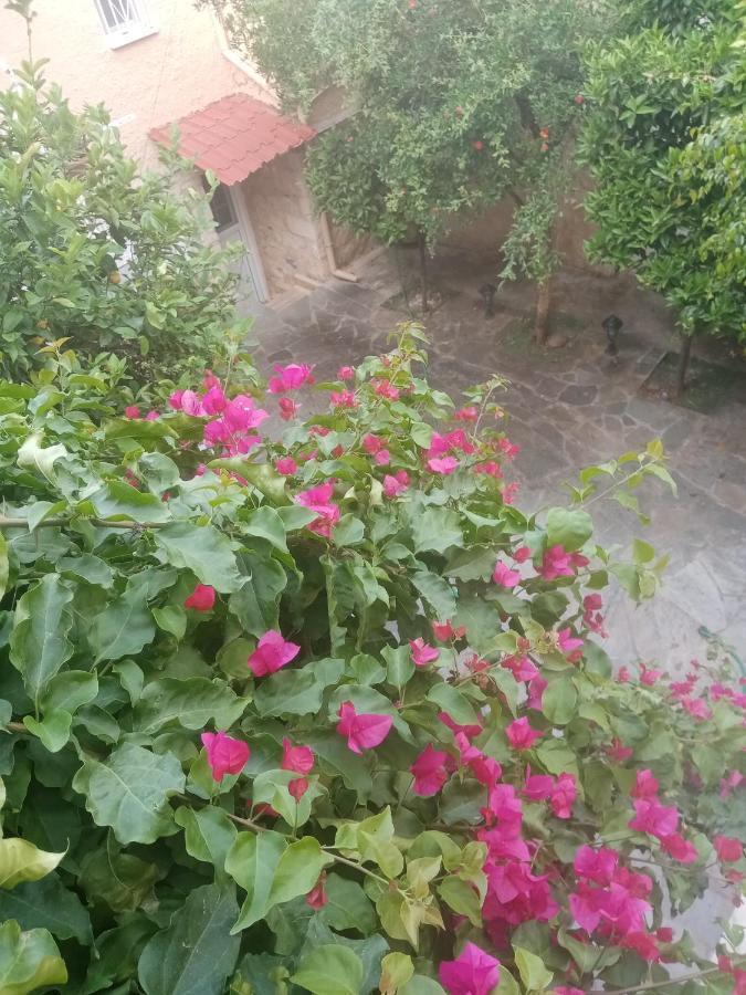 Aegina'S Flowers House エクステリア 写真